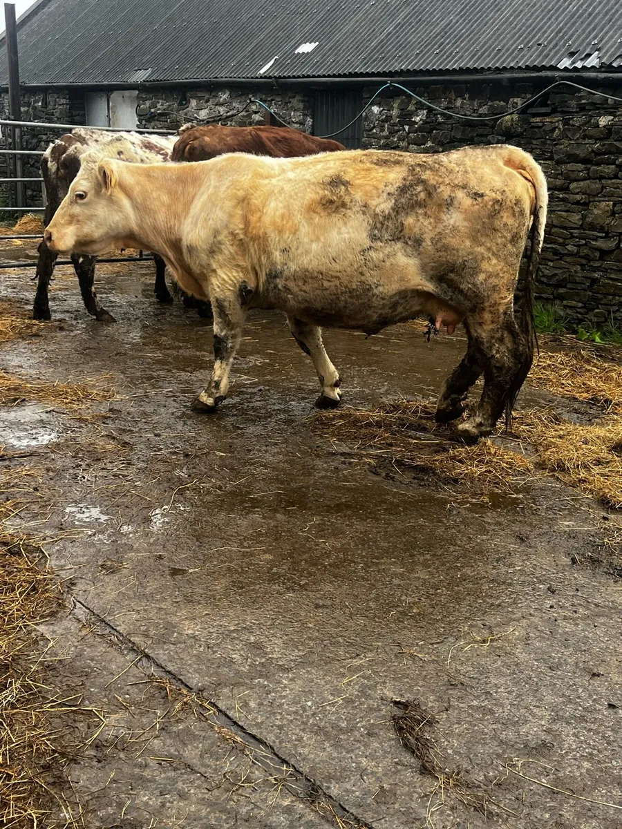 PBR Charolais incalf cow - Image 3