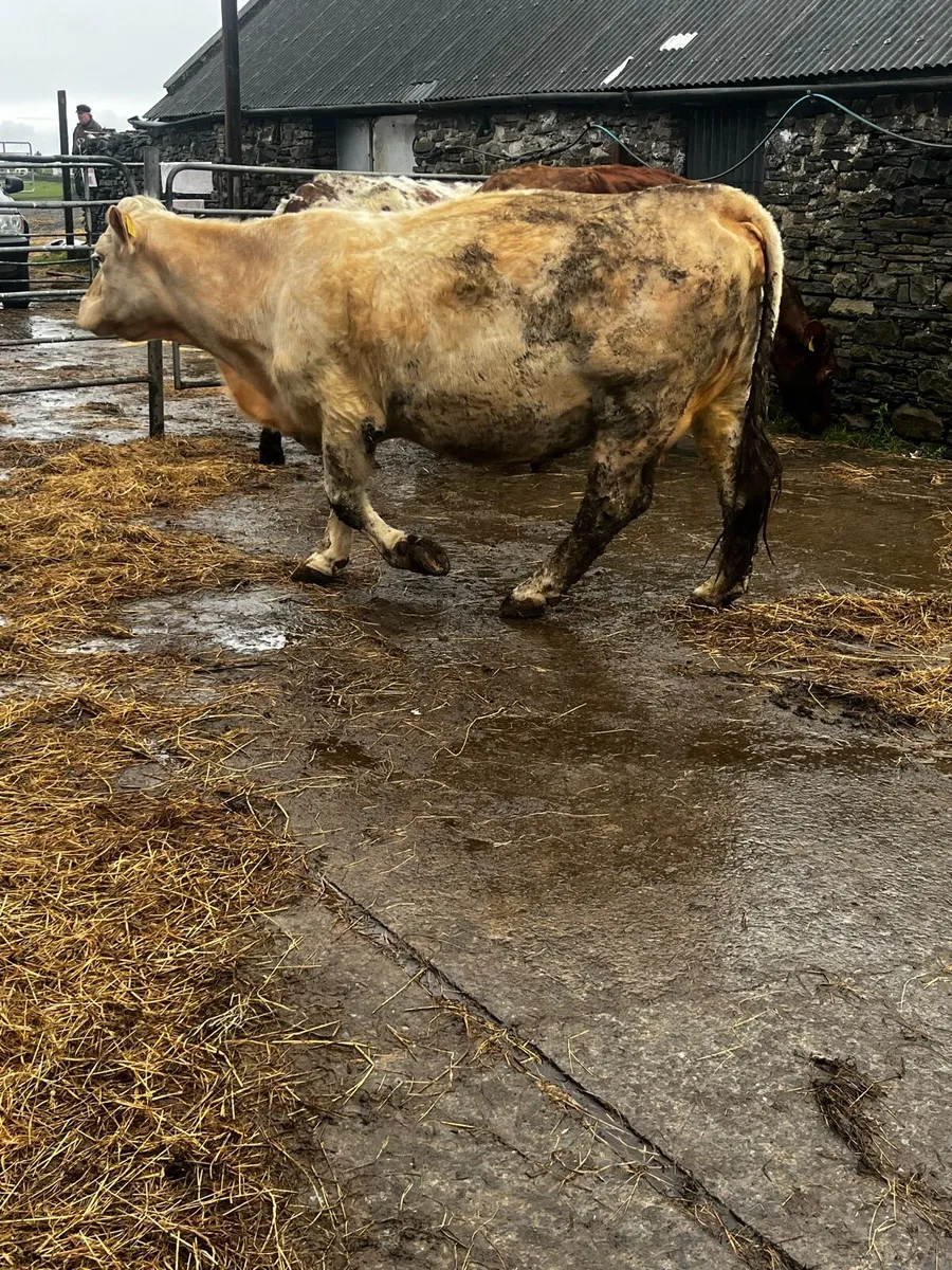 PBR Charolais incalf cow - Image 4