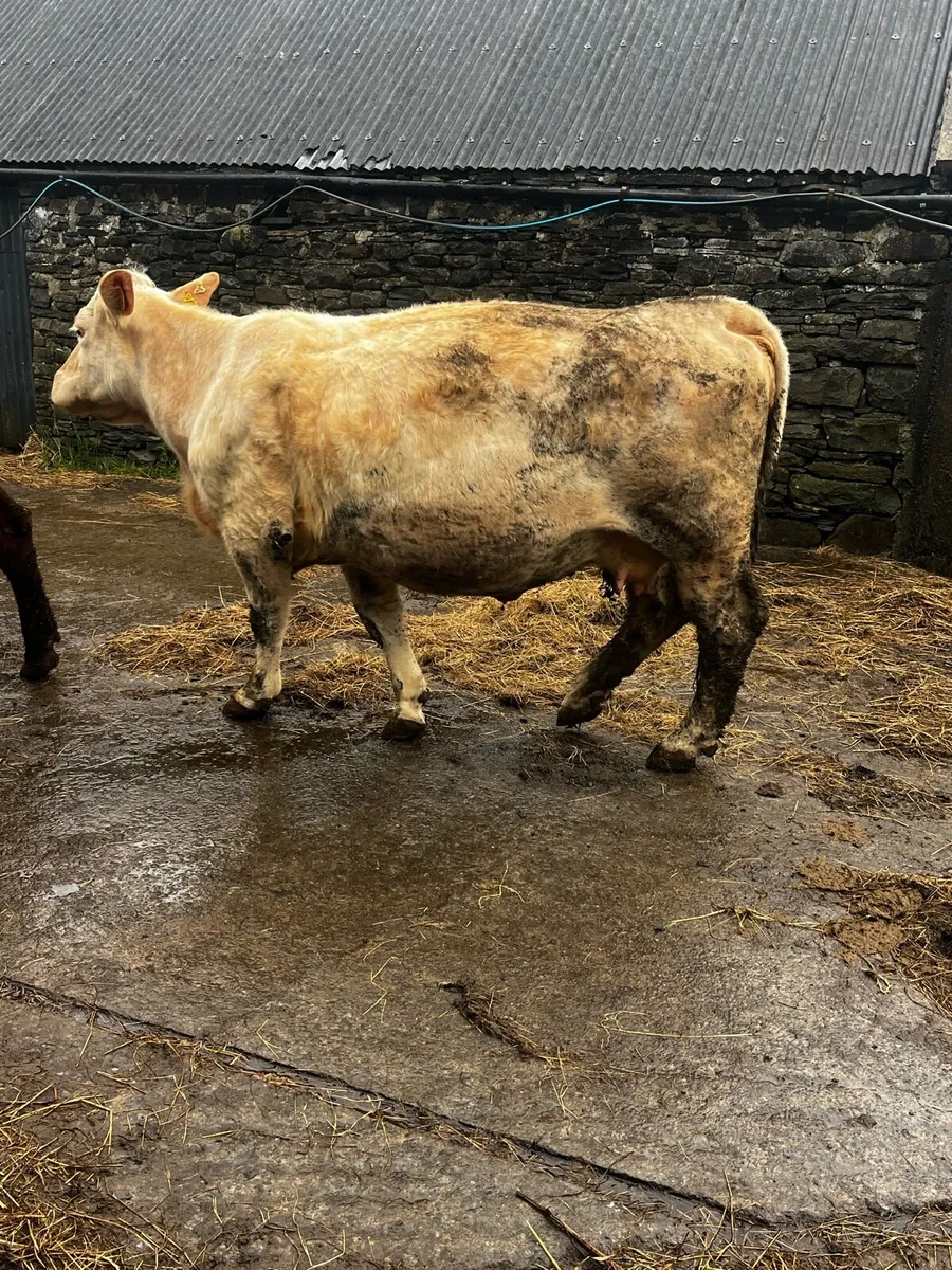 PBR Charolais incalf cow - Image 1