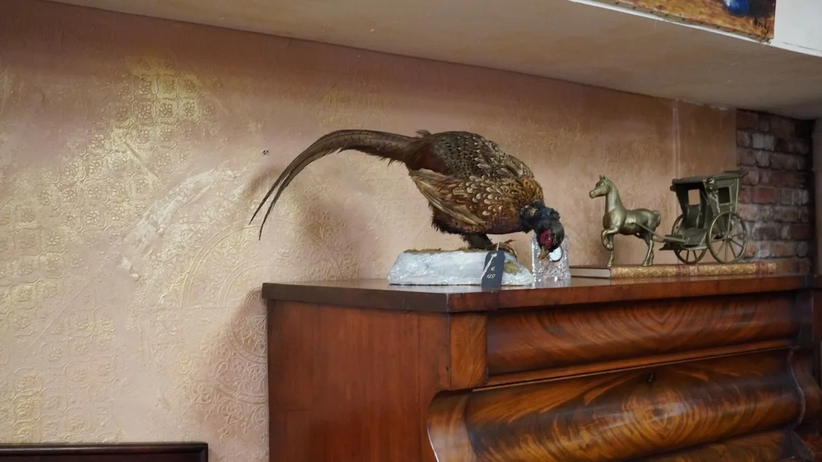 Vintage Taxidermy Pheasant Mount - Image 1