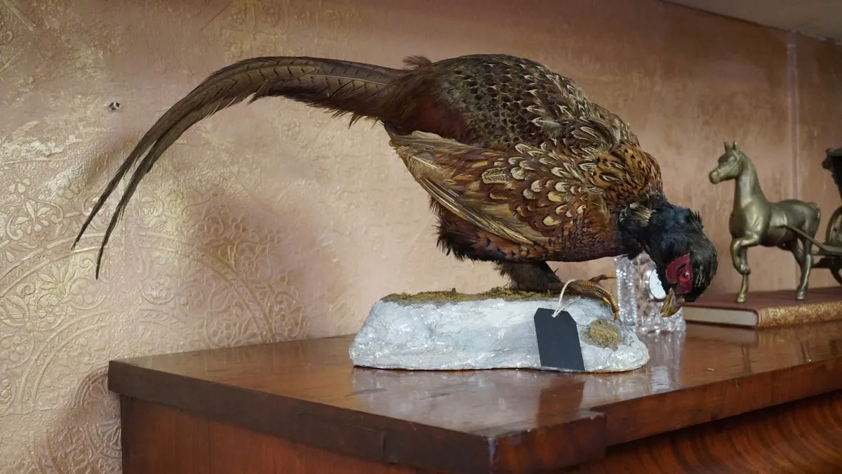 Vintage Taxidermy Pheasant Mount - Image 2