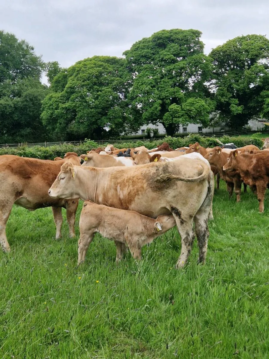 cow and calf - Image 1