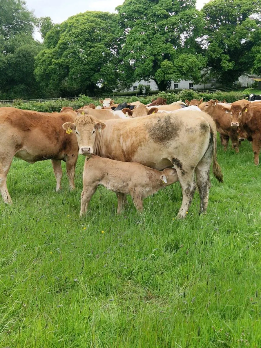 cow and calf - Image 2