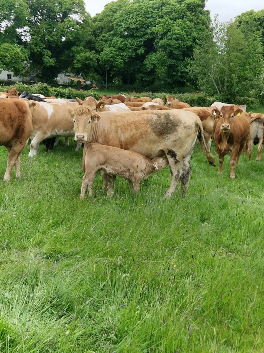cow and calf - Image 3