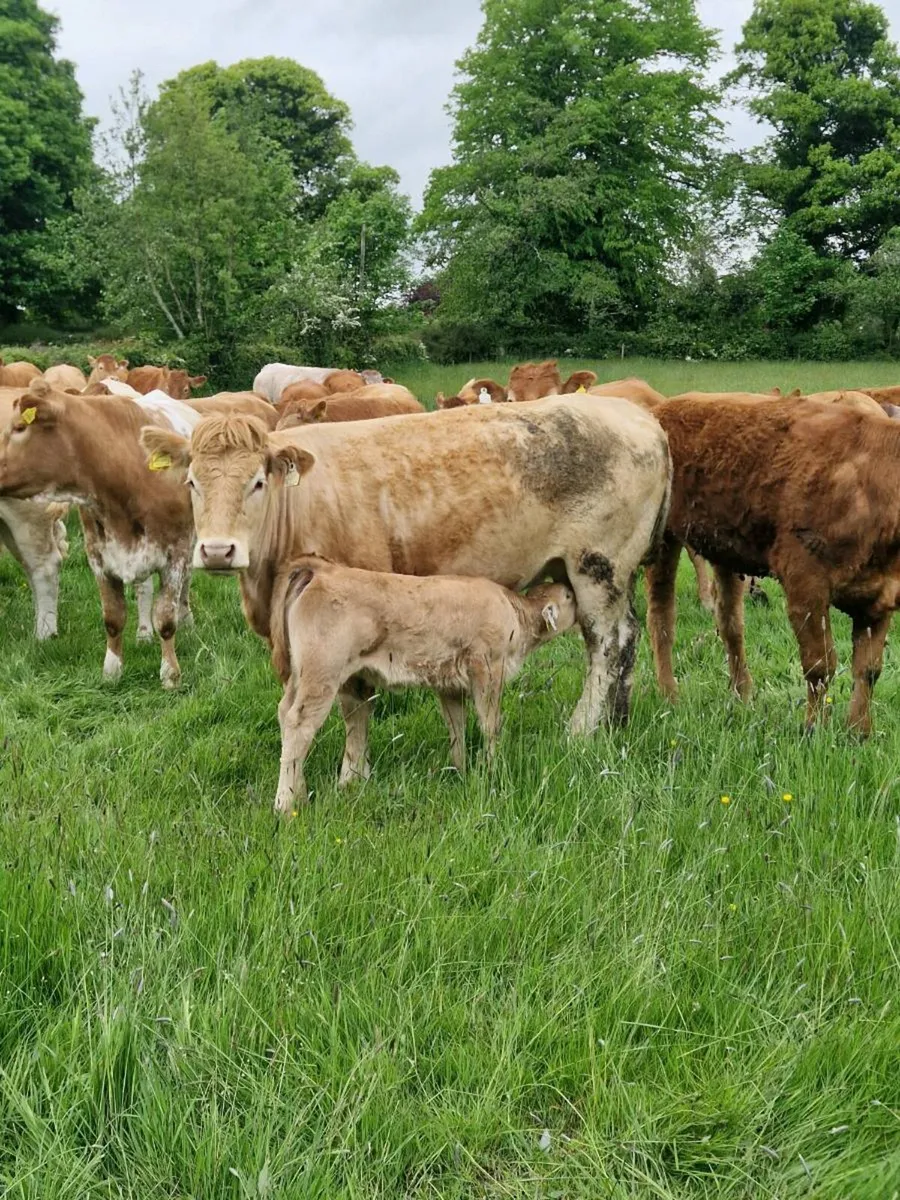 cow and calf - Image 4