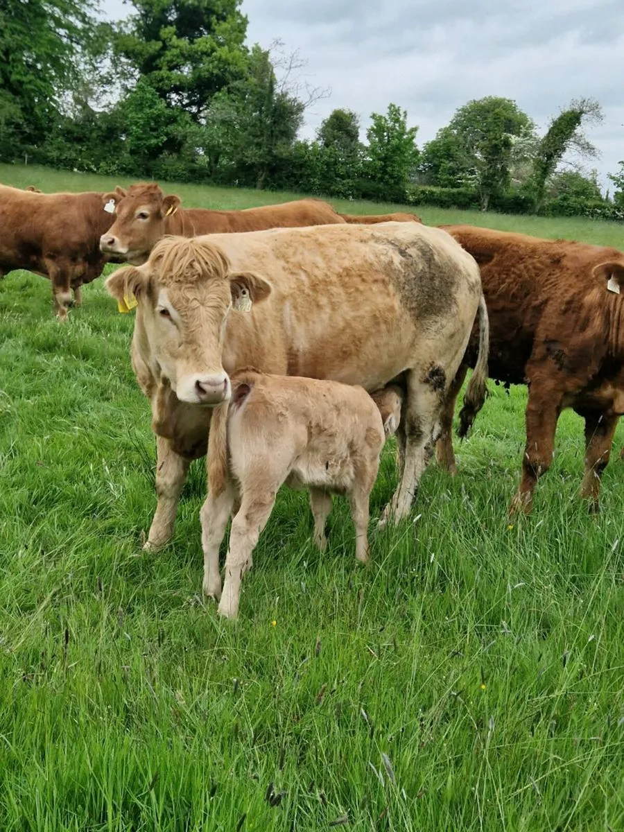First calver - Image 1