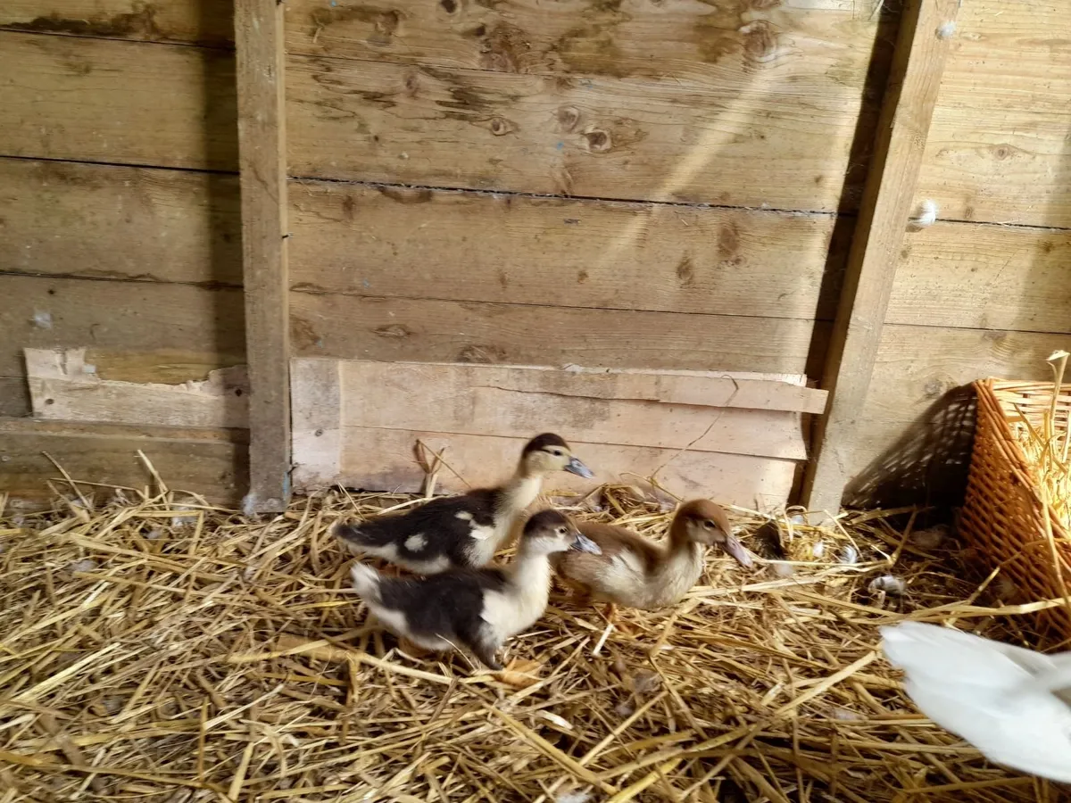 3 Muscovy Ducklings