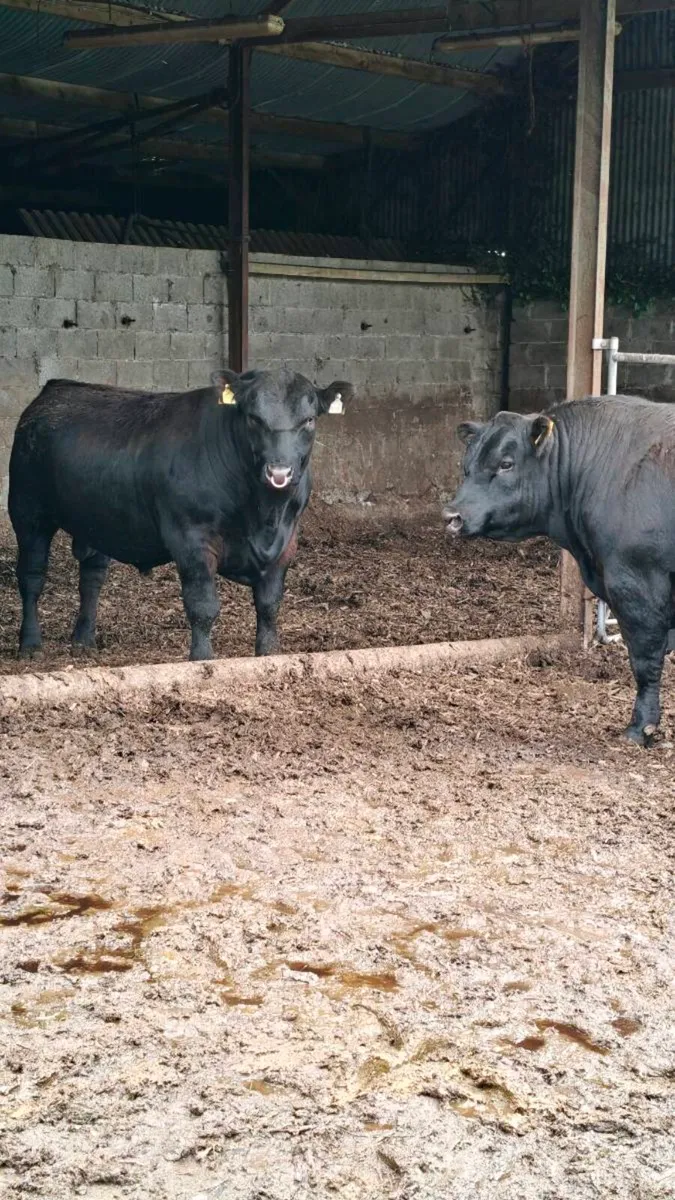 Bulls for sale @ Carnaross Mart Dairy sale 27thMay - Image 1