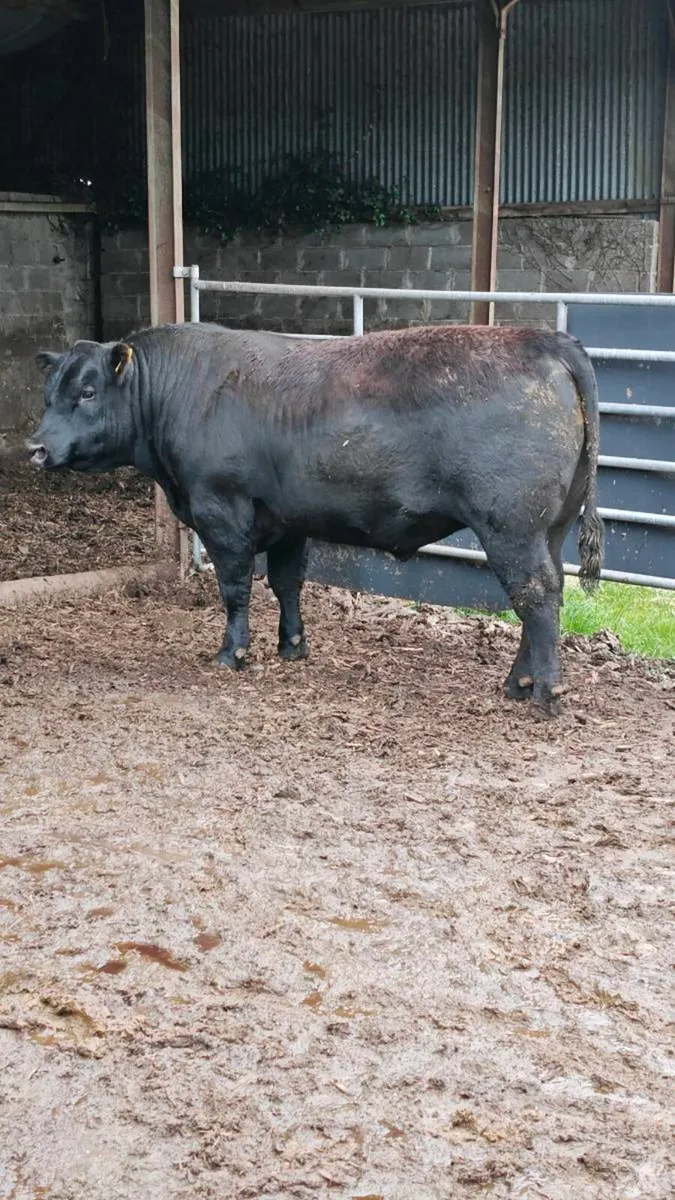 Bulls for sale @ Carnaross Mart Dairy sale 27thMay - Image 2