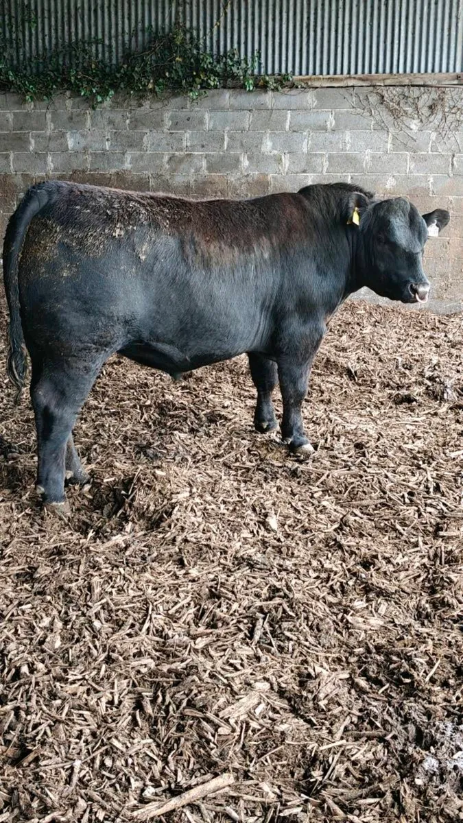 Bulls for sale,Carnaross Mart Dairy sale Tomorrow - Image 4