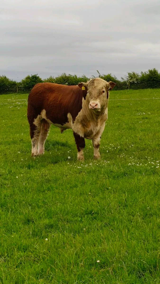 Bulls for sale,Carnaross Mart Dairy sale Today - Image 1