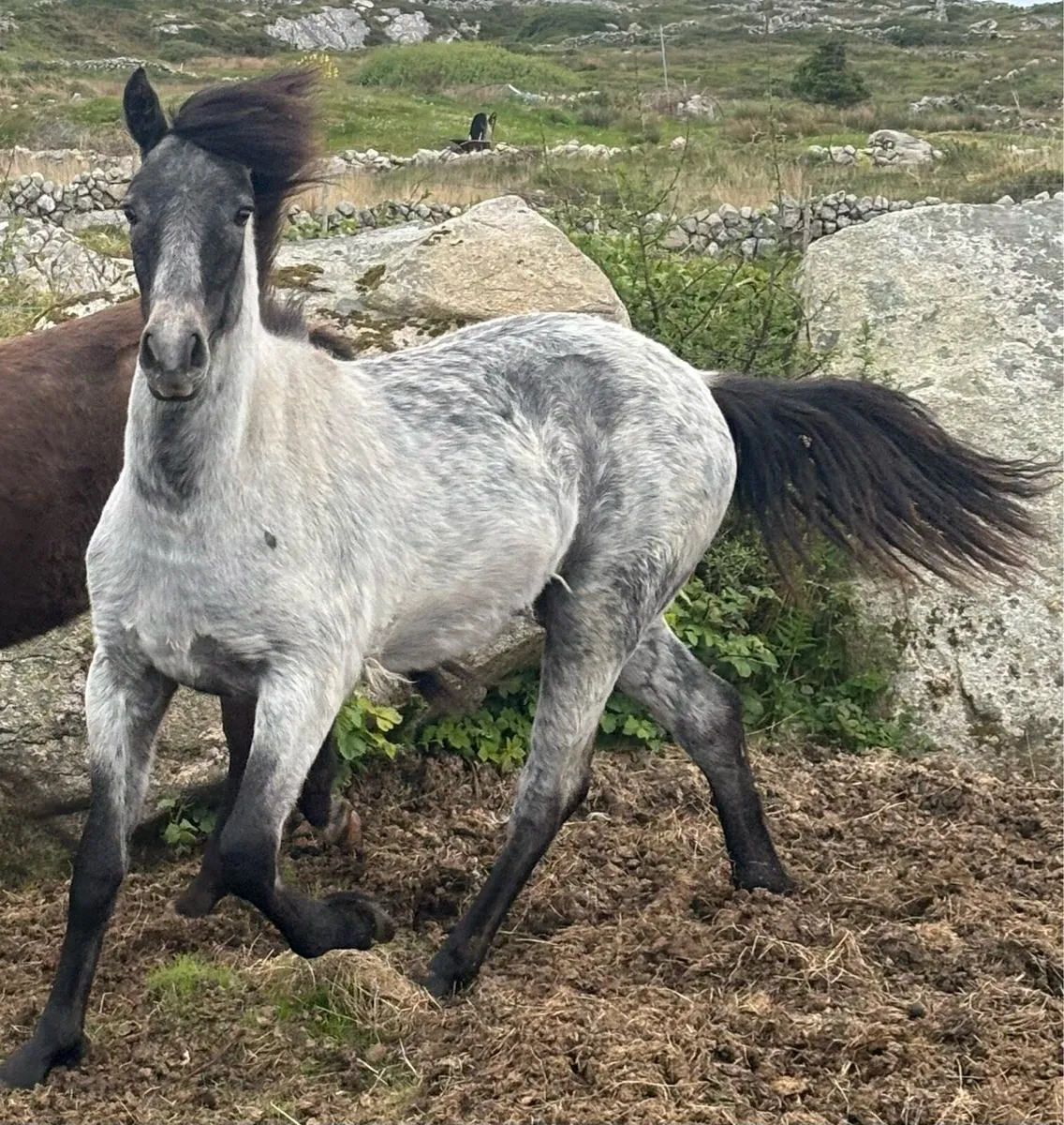 Connemara yearling filly - Image 2