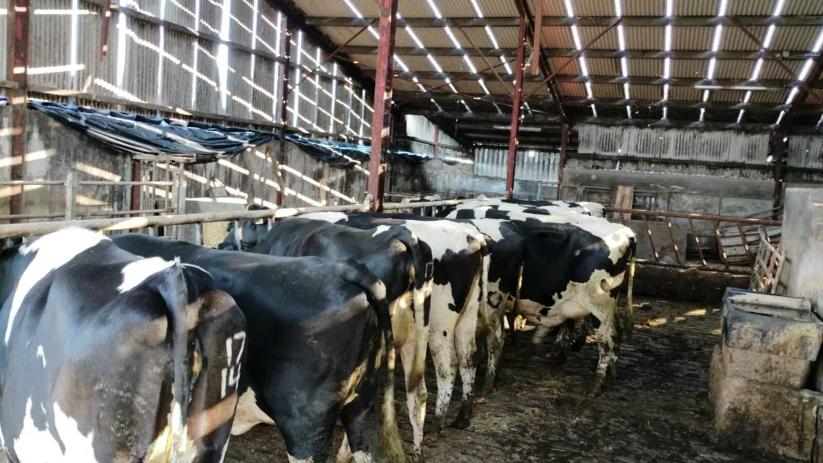 Autumn calvers - Image 2