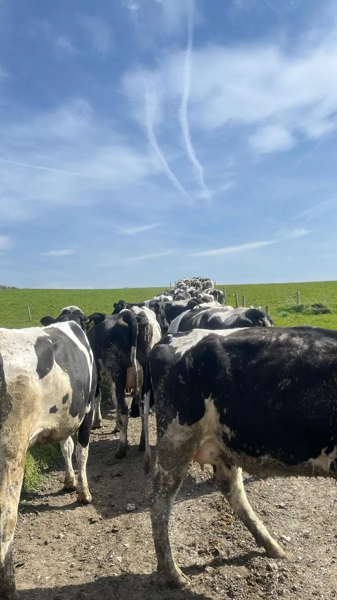 Autumn calvers - Image 1