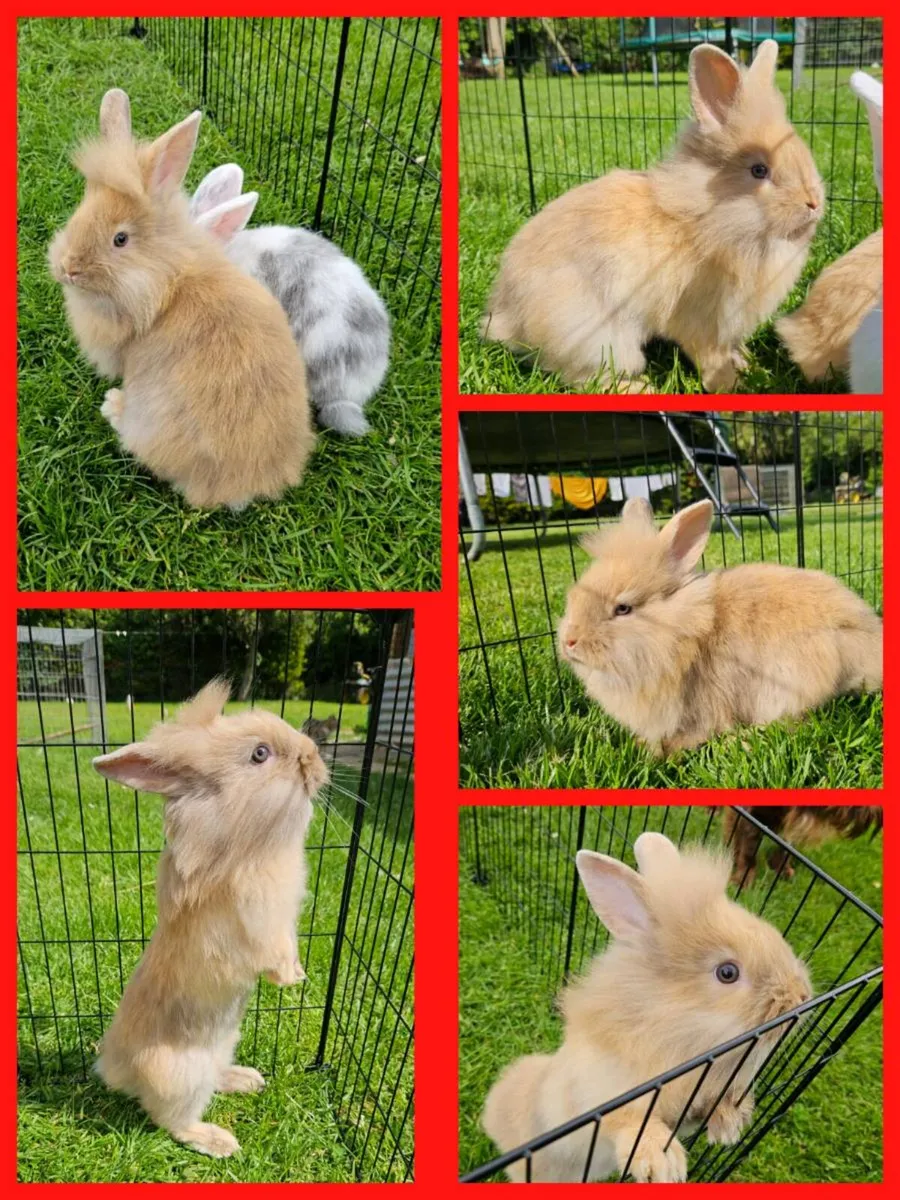 Gorgeous fluffy baby bunnies for sale! 🐰💕 - Image 2