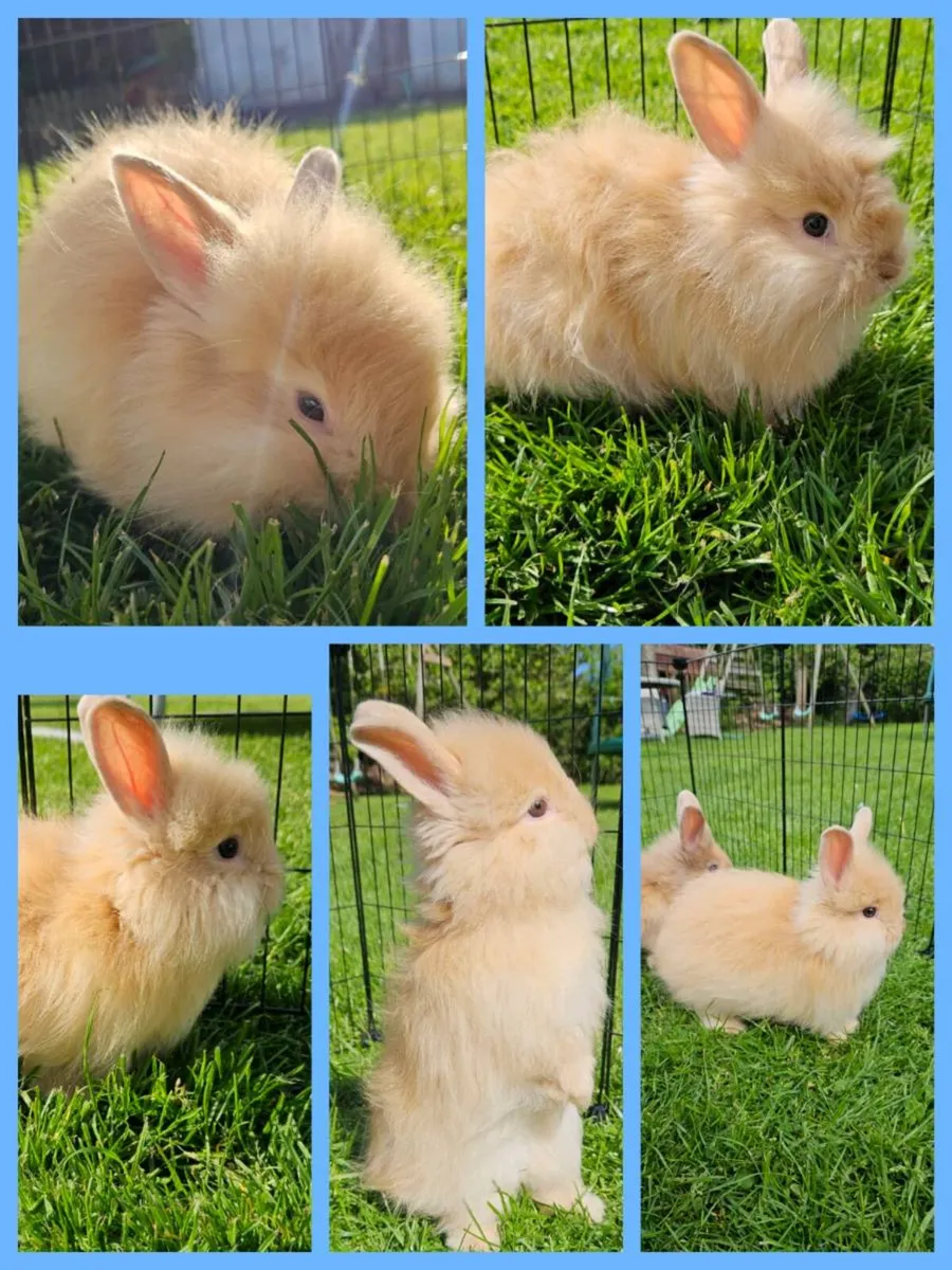Gorgeous fluffy baby bunnies for sale! 🐰💕 - Image 3