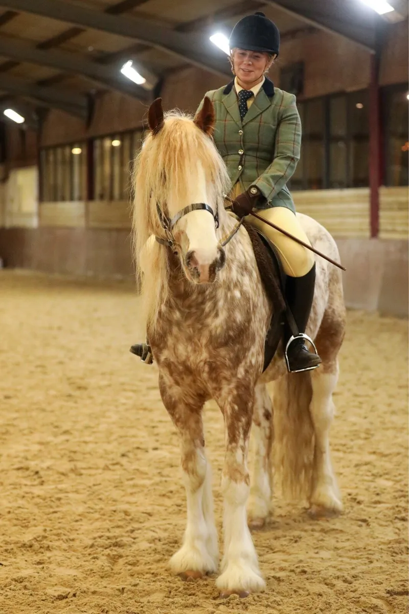Stunning traditional coloured gelding🌟Future star - Image 1