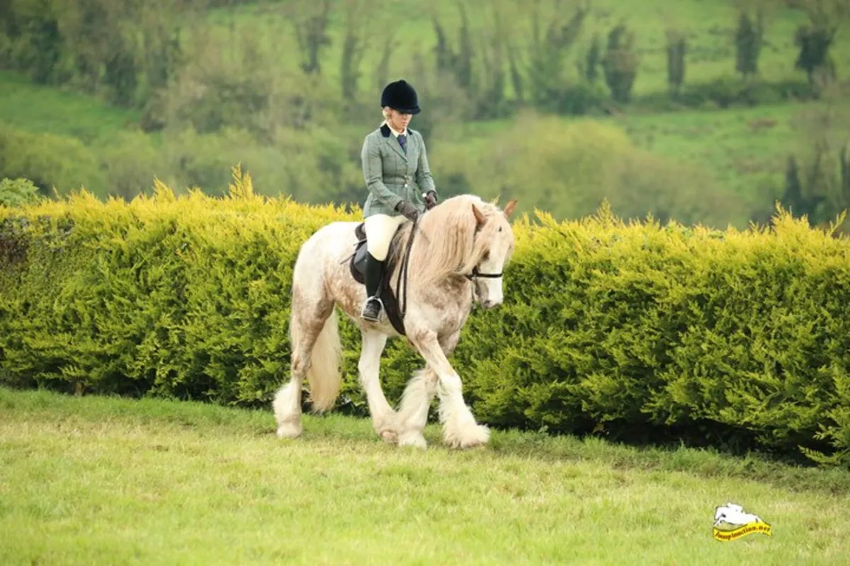 Stunning traditional coloured gelding🌟Future star - Image 2