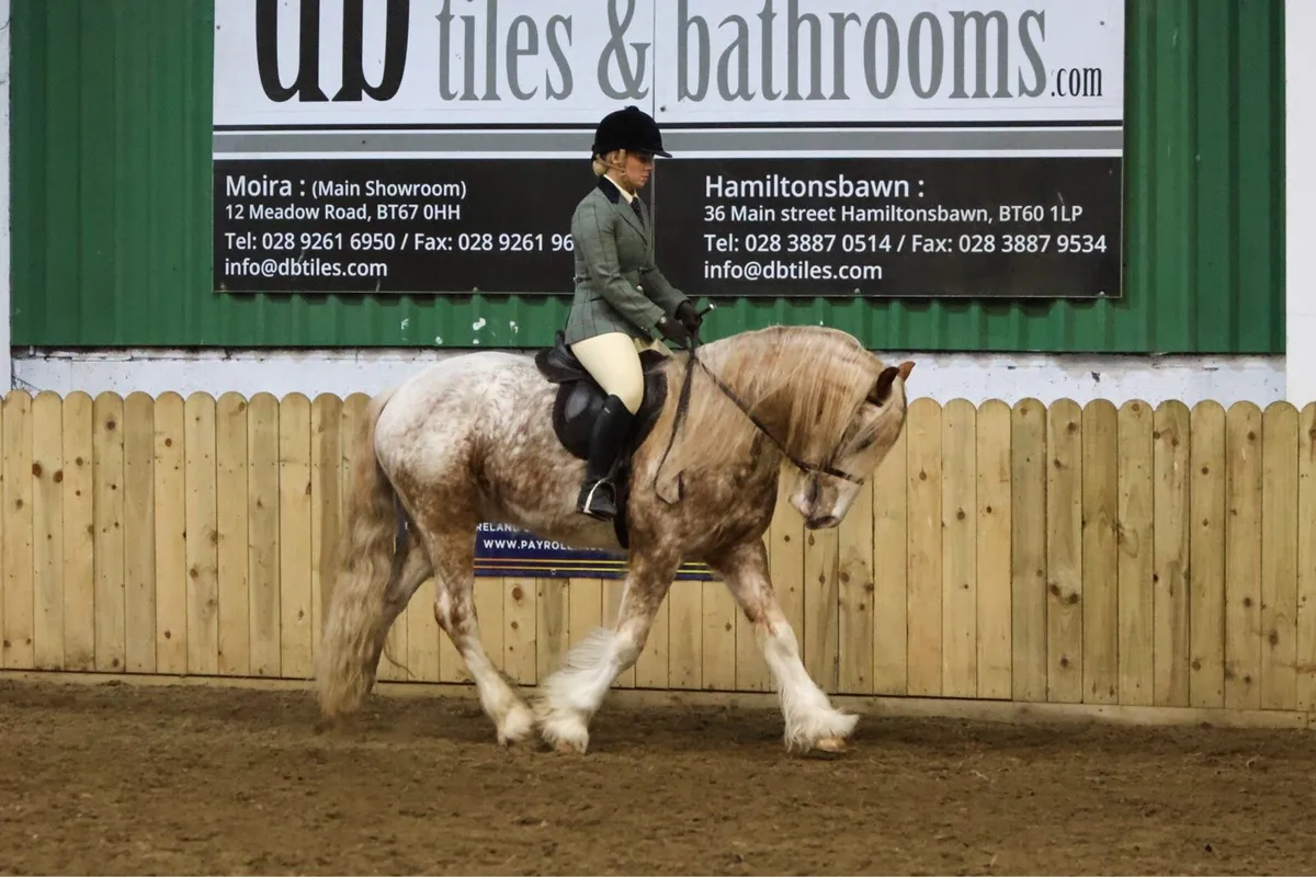 Stunning traditional coloured gelding🌟Future star - Image 3