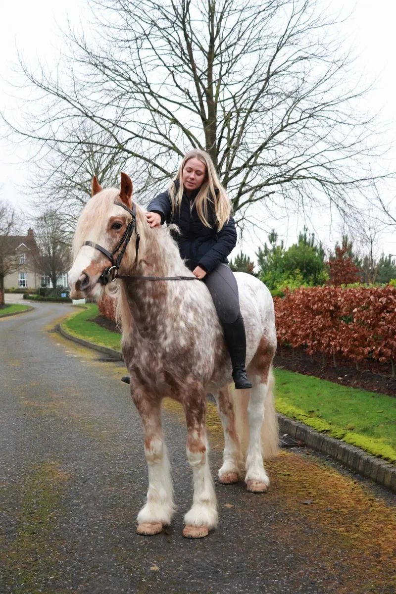Stunning traditional coloured gelding🌟Future star - Image 4