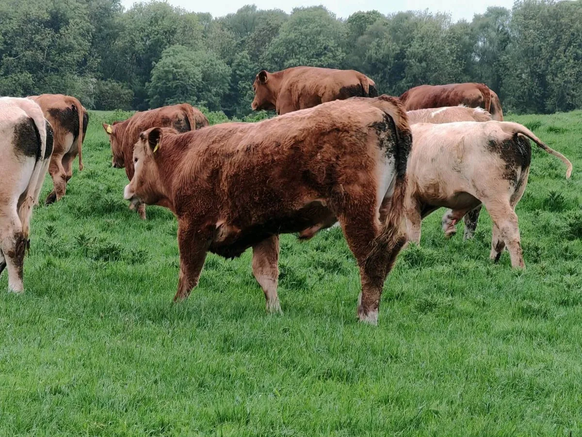 Store Bullocks 400/450 kgs - Image 4