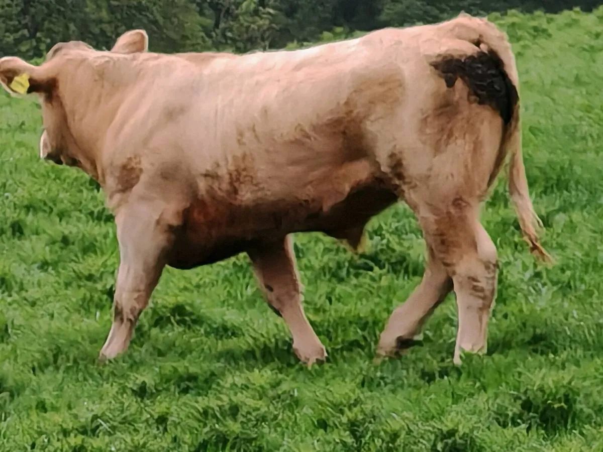 20 Store Bullocks 400/450 kgs - Image 2