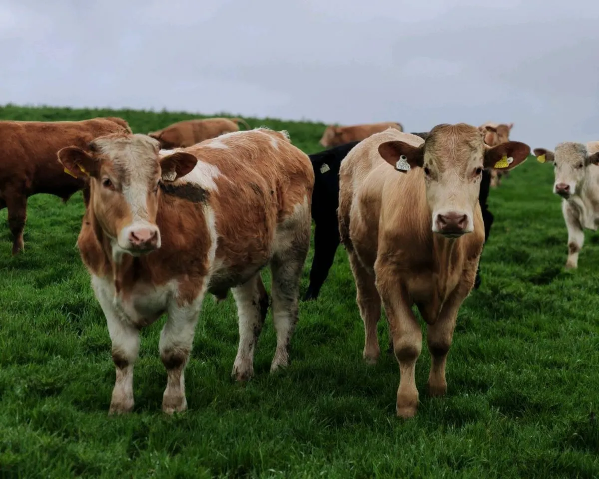 Store Bullocks 400/450 kgs - Image 3
