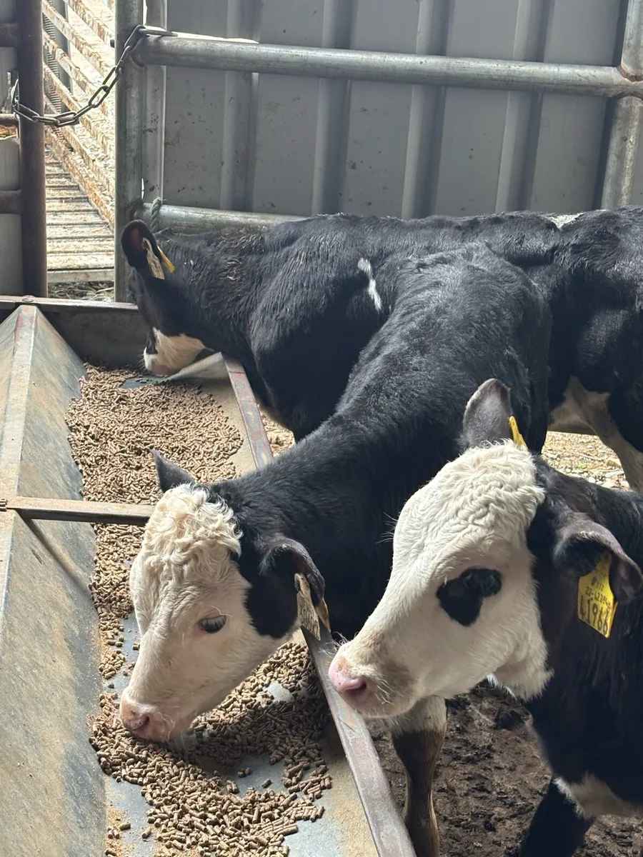 🔥REARED BULL CALVES 🔥 - Image 1