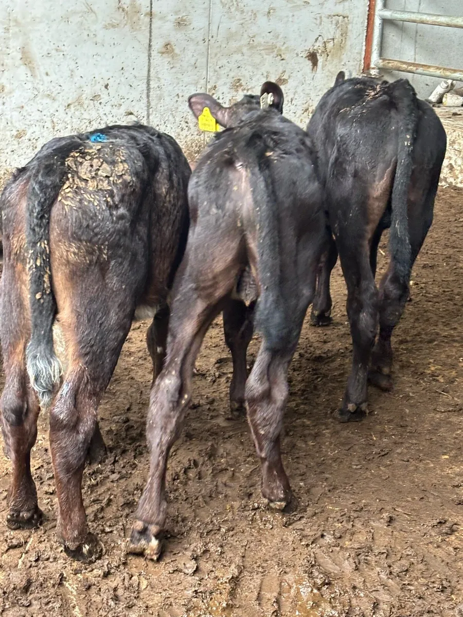 🔥REARED BULL CALVES 🔥 - Image 3