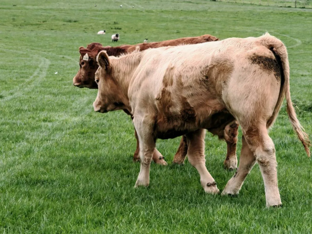 Exceptional Store Bullock's 500 kgs. - Image 3