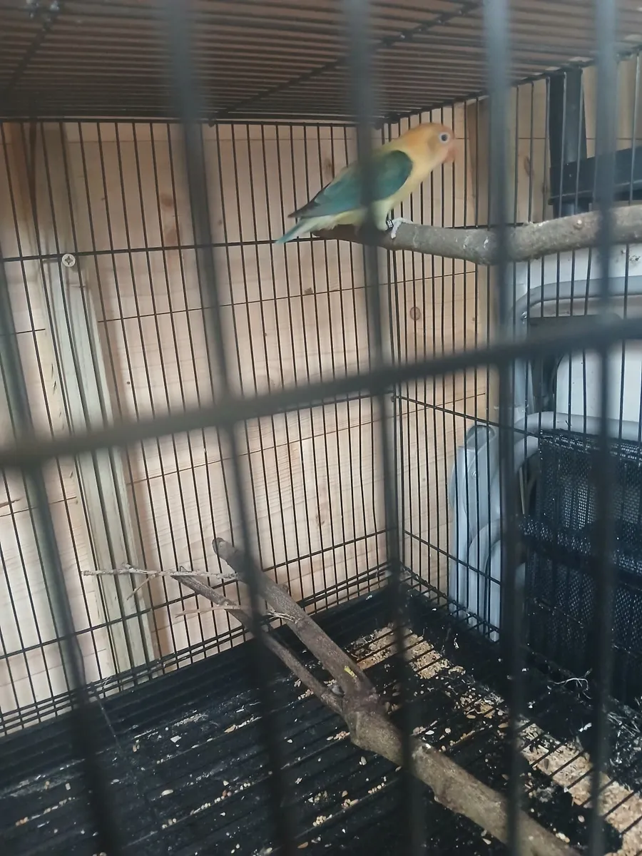 Lovebird - Image 3