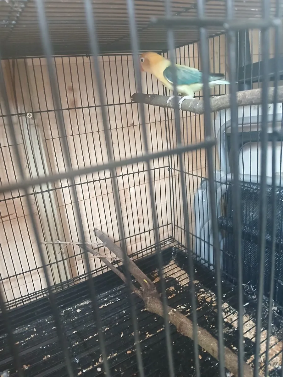Lovebird - Image 2