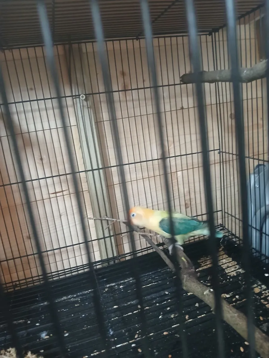 Lovebird - Image 1