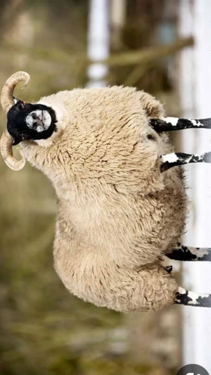Shearing