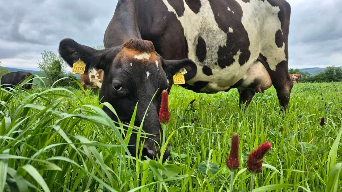 Cross breed dairy heifer calves - Image 1