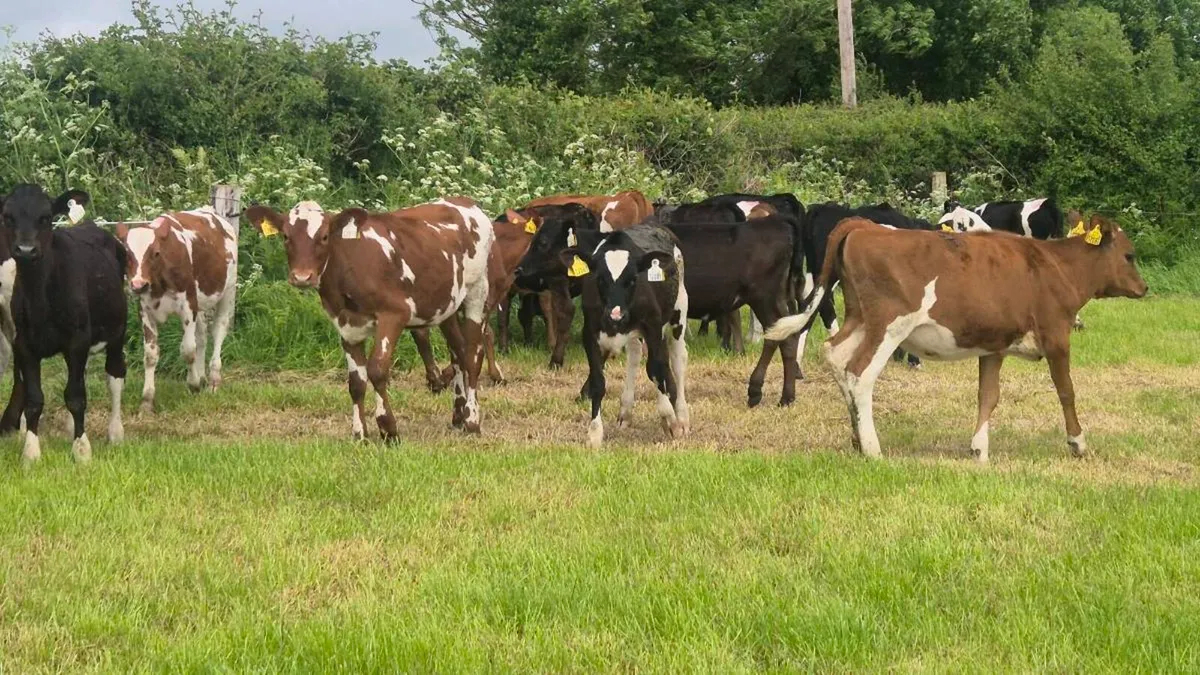 Cross breed dairy heifer calves - Image 2