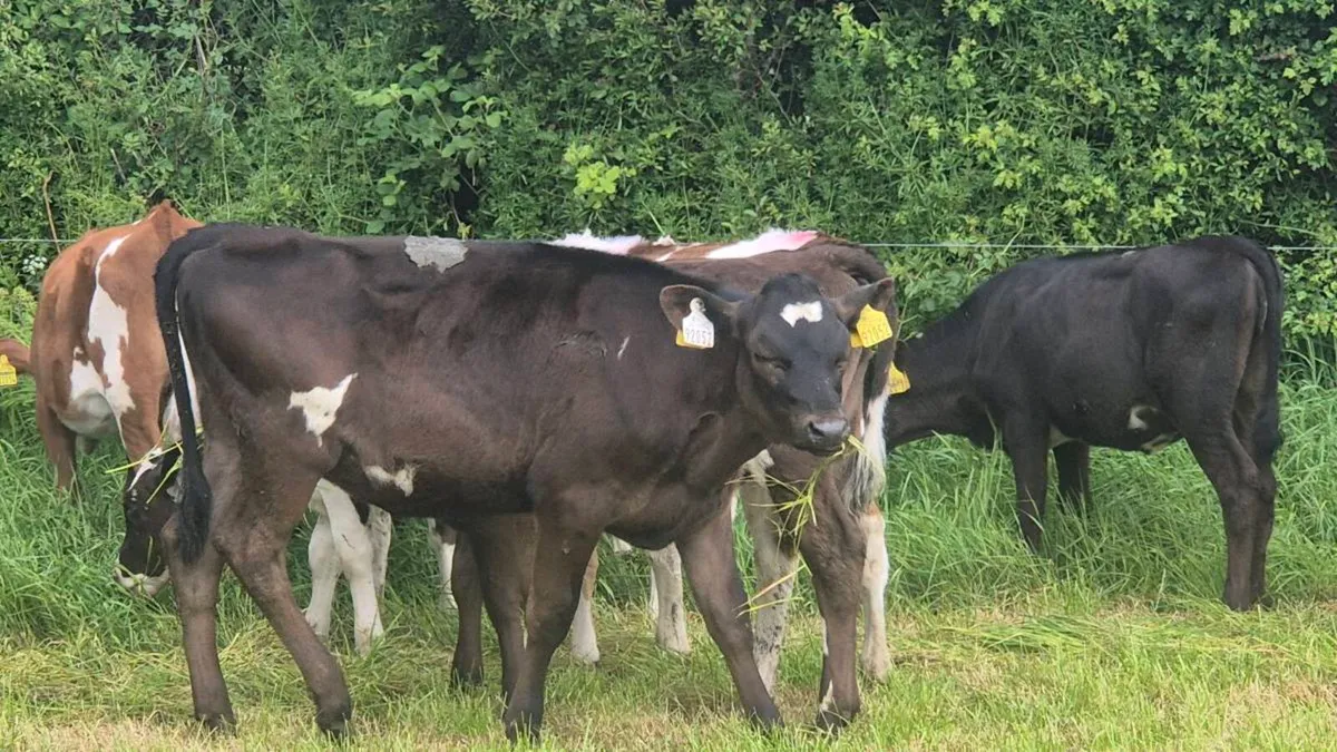 Cross breed dairy heifer calves - Image 3