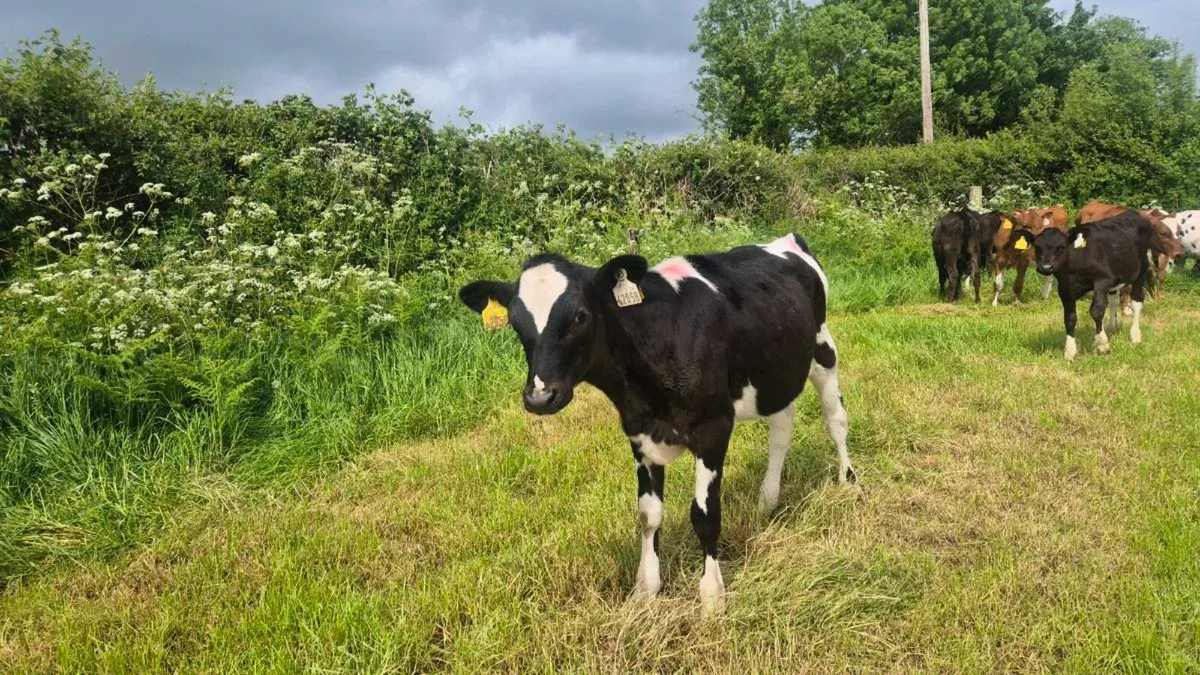 Cross breed dairy heifer calves - Image 4
