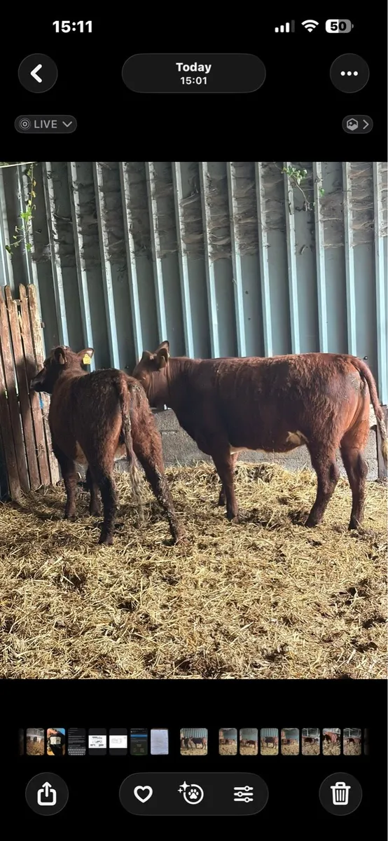 4 Smashing Shorthorn Heifers - Image 1