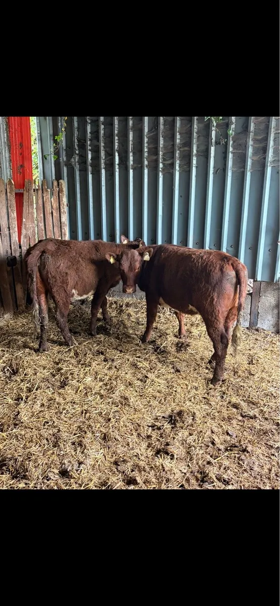 4 Smashing Shorthorn Heifers - Image 2