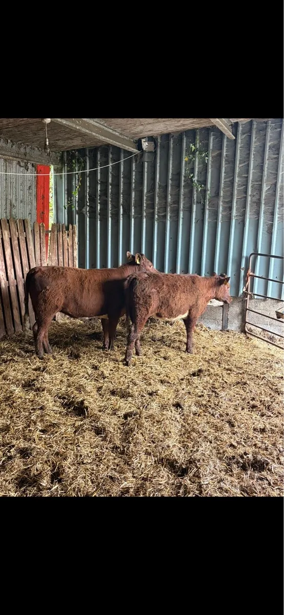 4 Smashing Shorthorn Heifers - Image 3