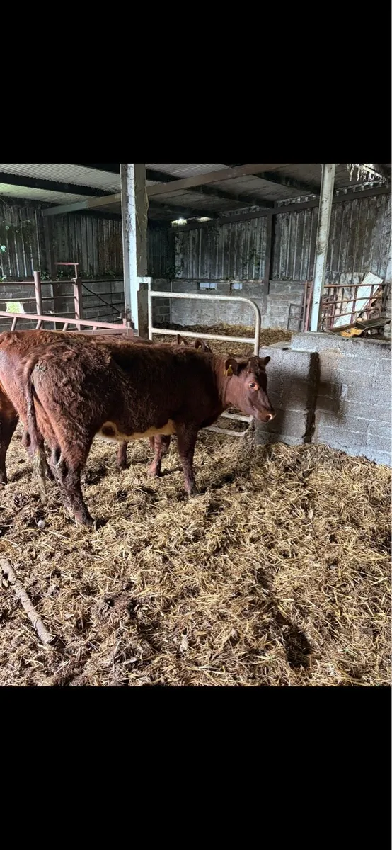 4 Smashing Shorthorn Heifers - Image 4