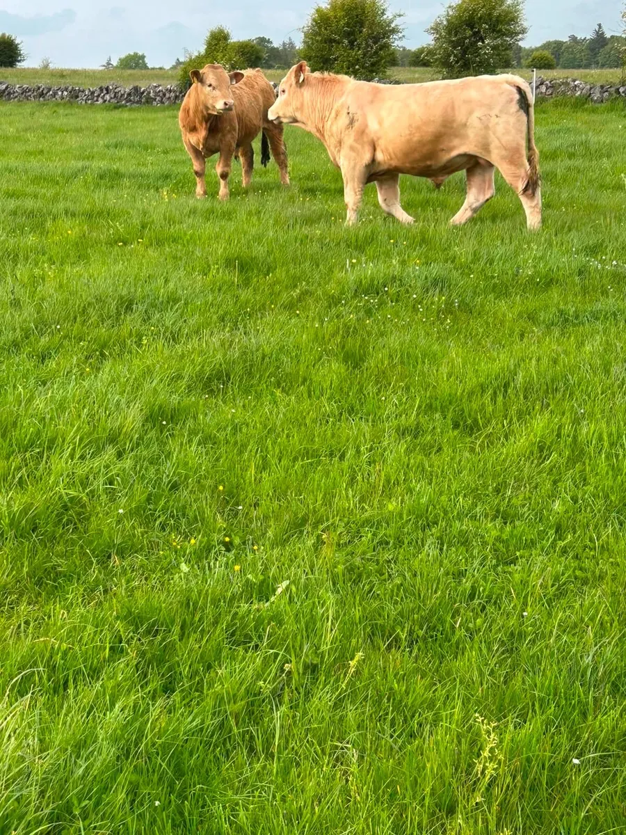 Bull weanlings - Image 2