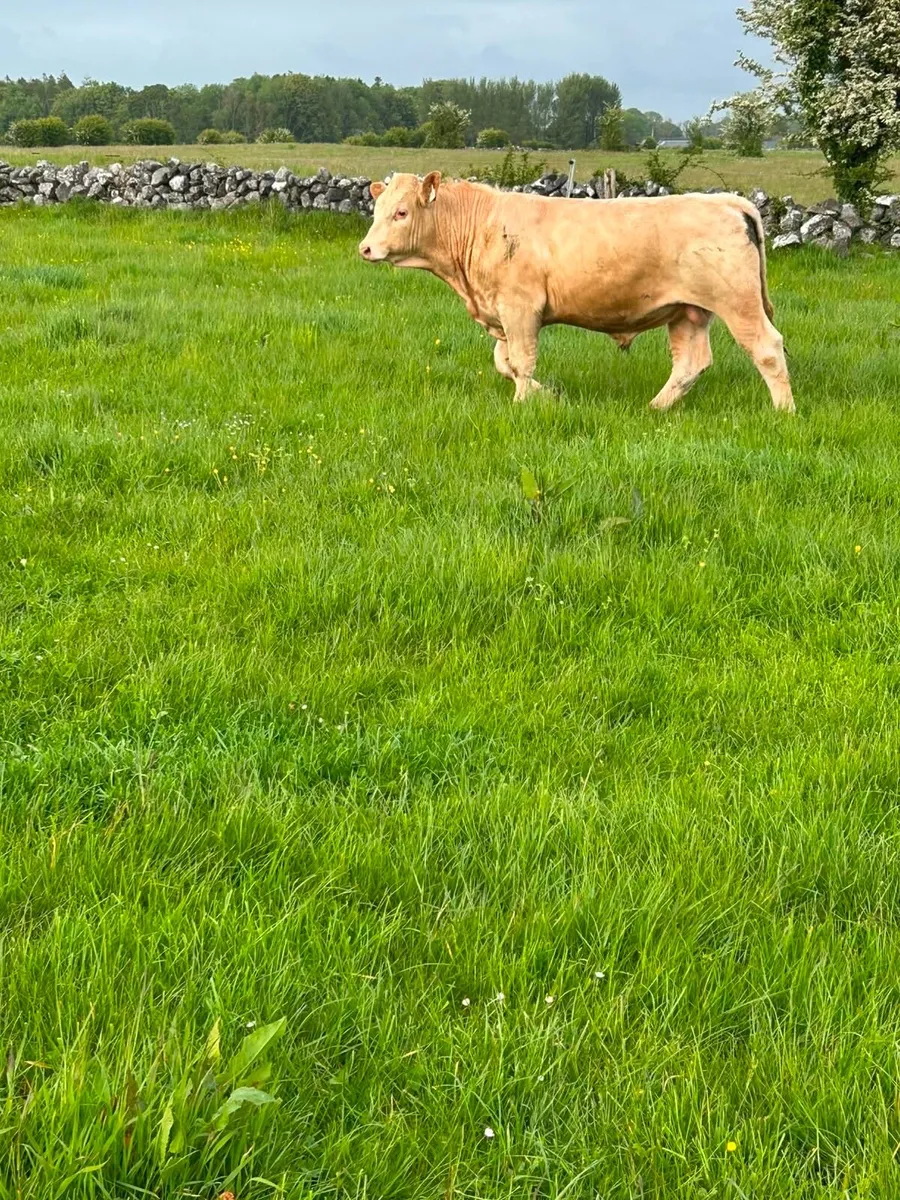 Bull weanlings - Image 4