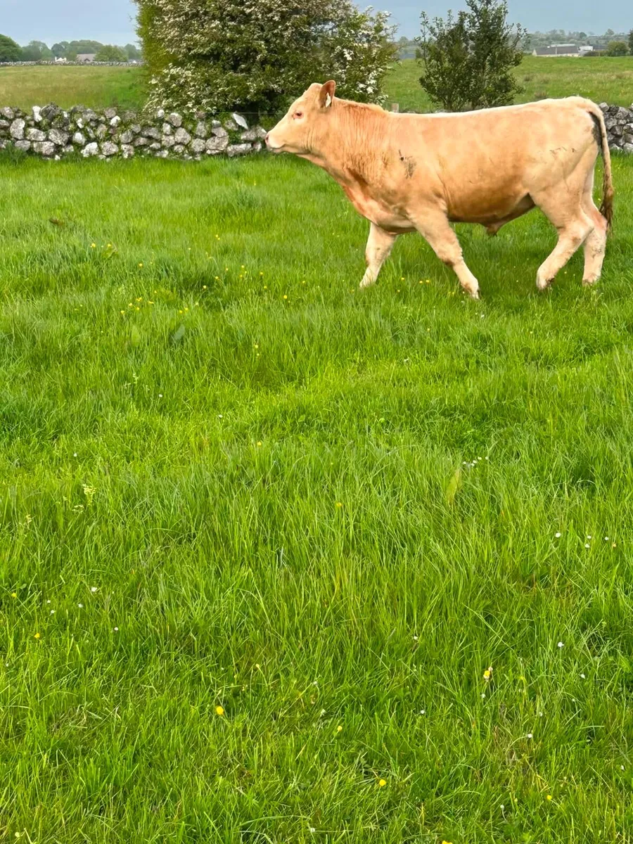 Bull weanlings - Image 3