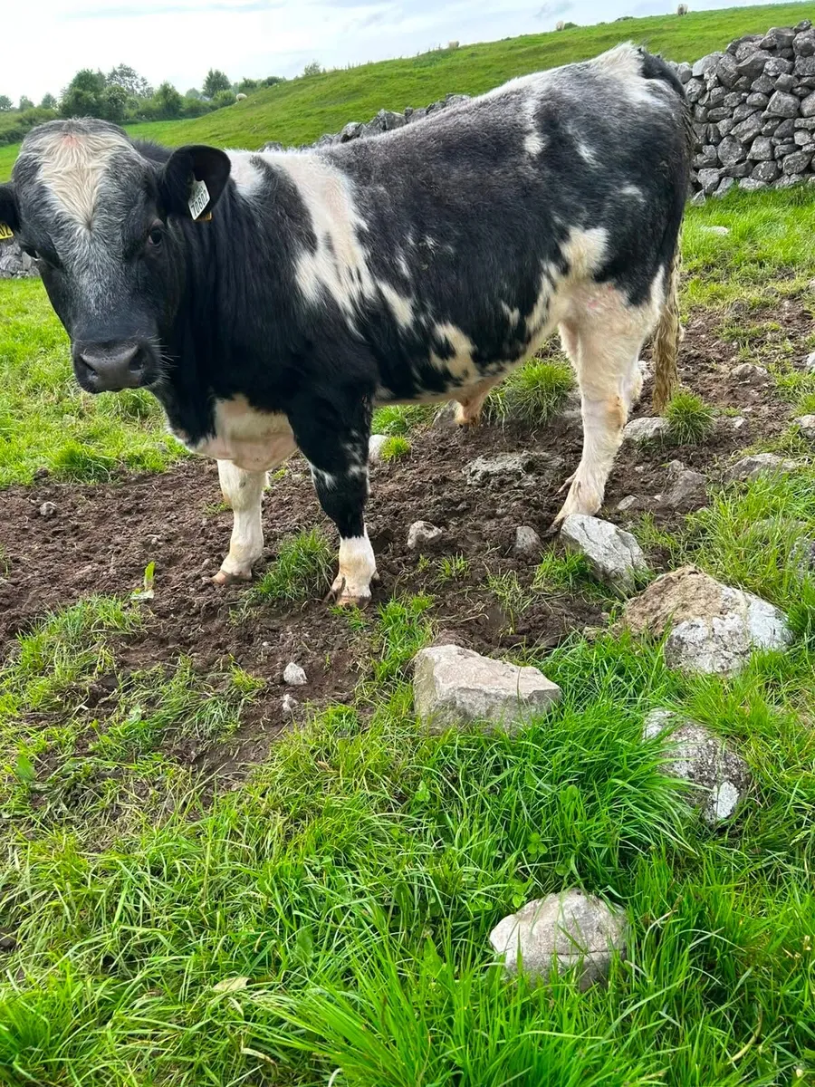 Bull weanlings - Image 1