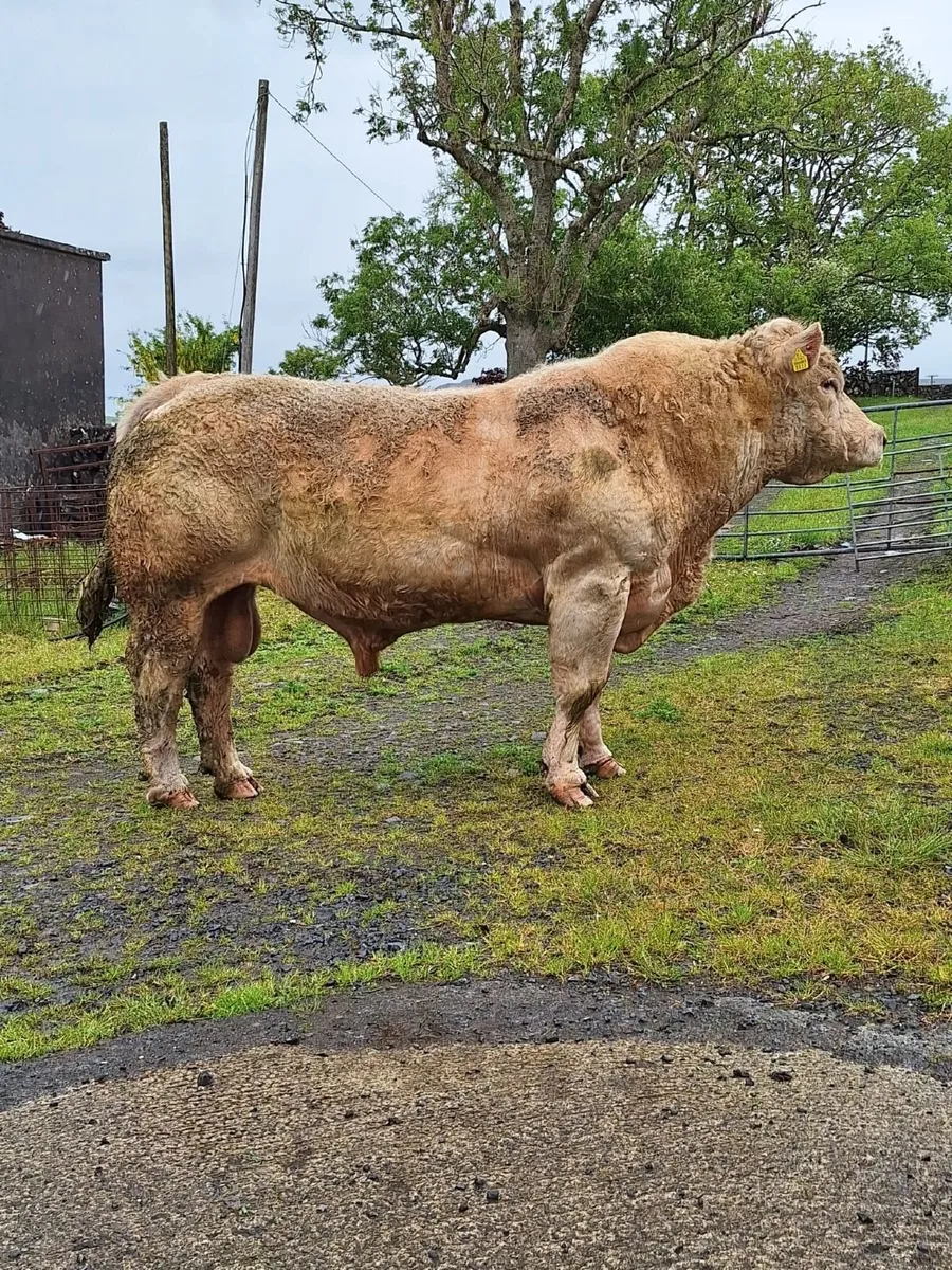 Stock Bull , Pure Bred Charolais Bull - Image 1