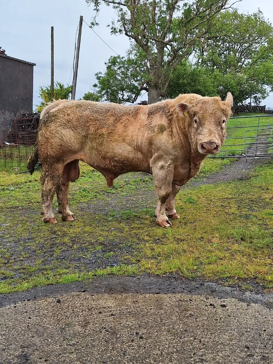 Stock Bull , Pure Bred Charolais Bull - Image 2