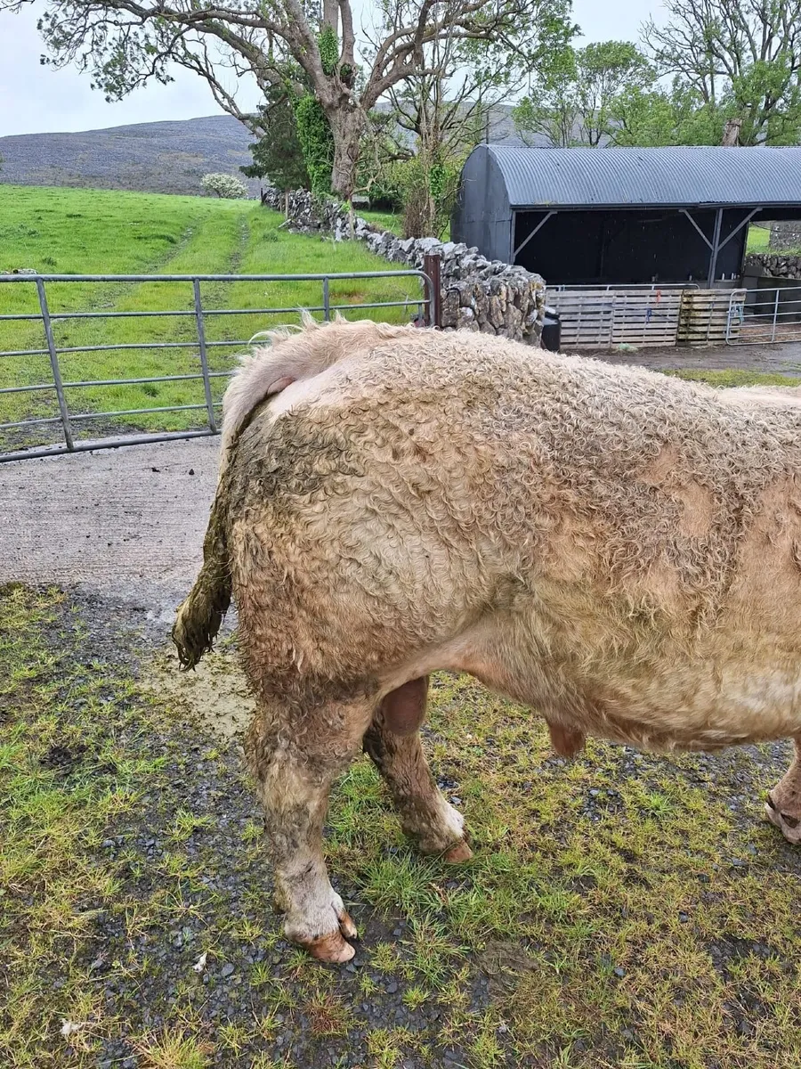 Stock Bull , Pure Bred Charolais Bull - Image 3