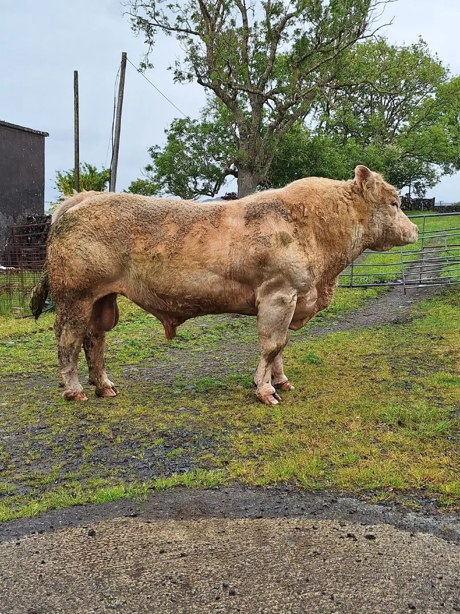 Stock Bull , Pure Bred Charolais Bull - Image 4